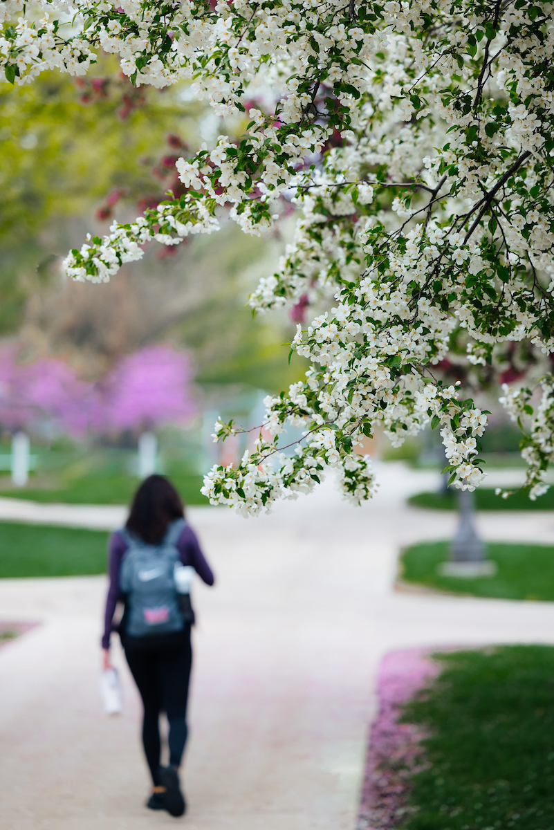 Student walking away down campus sidewalk with blooming trees in the foreground