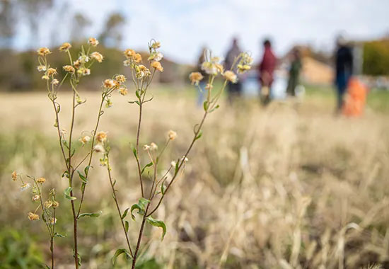 Close-up of prairie flowers with a group of students in the distance